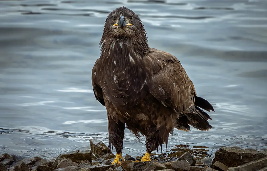 himalayan-golden-eagle