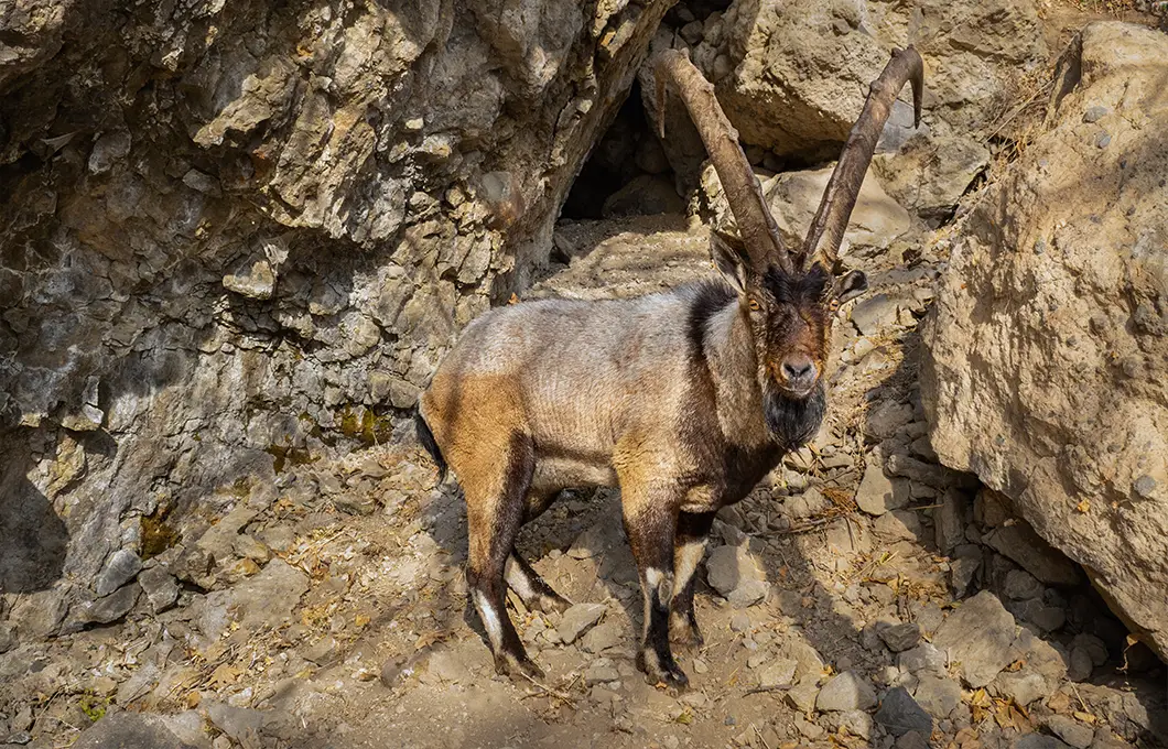 himalayan-wild-goat-in-spiti