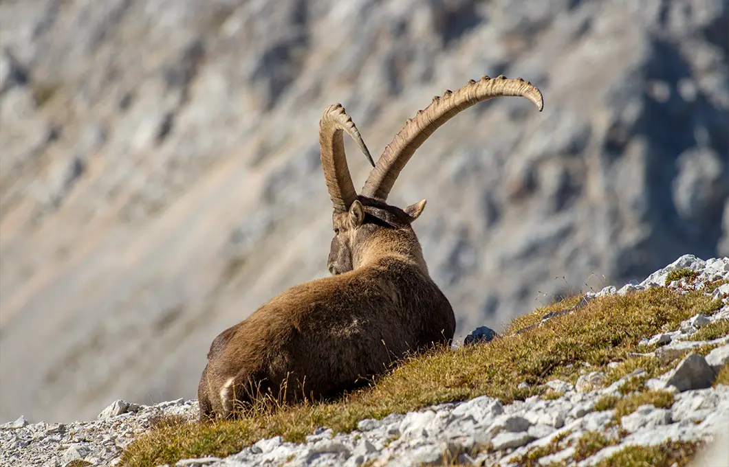 ibex-resting-on-rocks-in-spiti