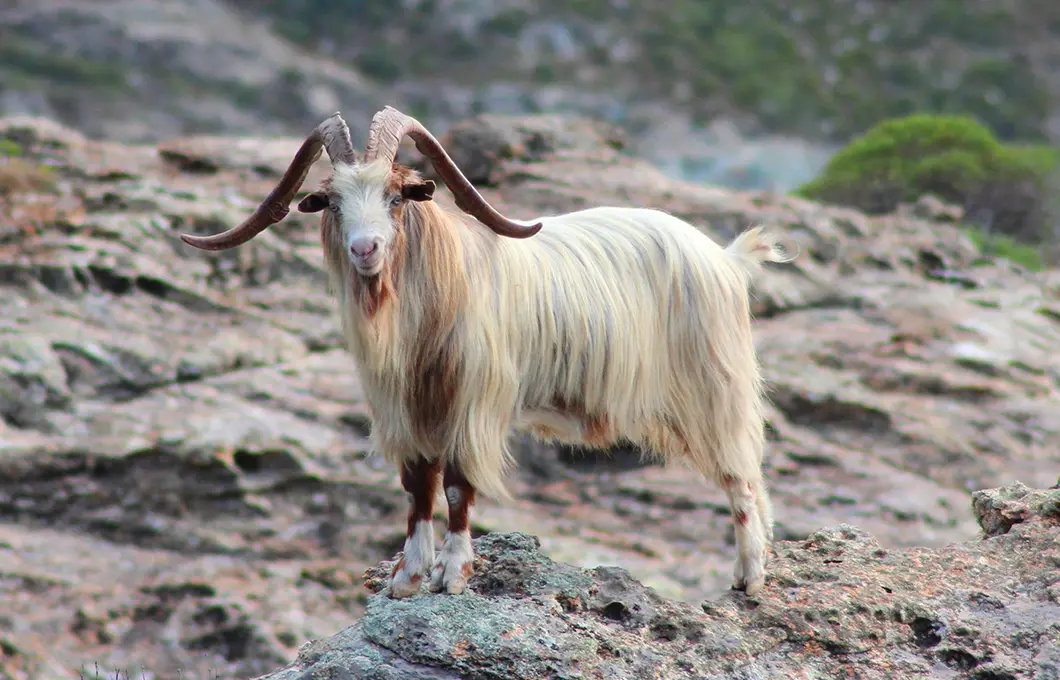 mountain-goat-in-spiti