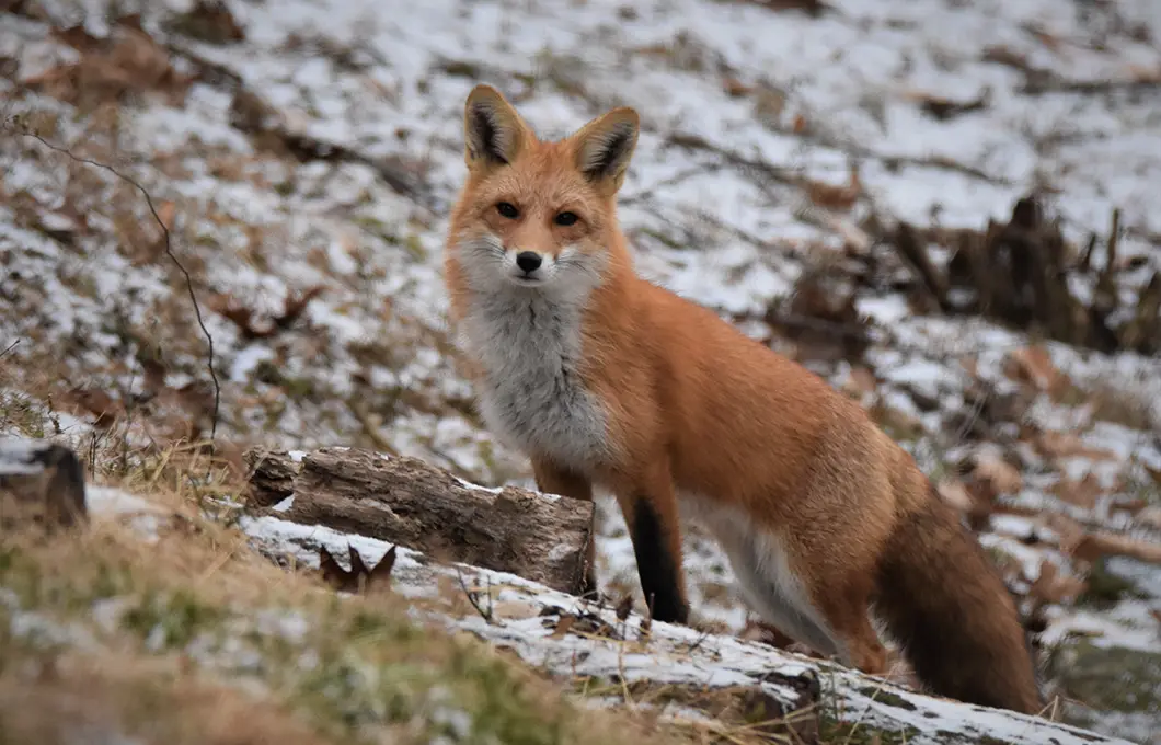 red-fox-spiti