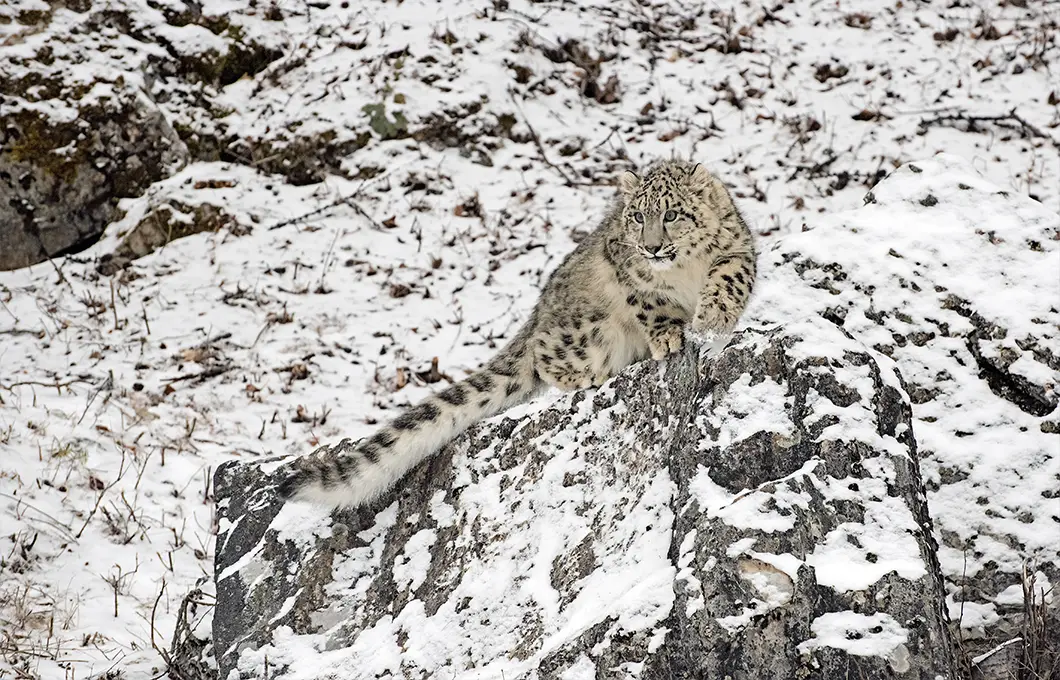 snow-leopard-expedition-by-adventure-explorer