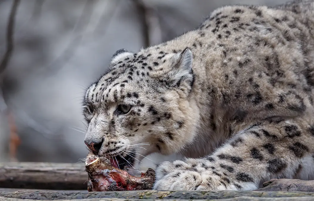 snow-leopard-hunting-in-spiti