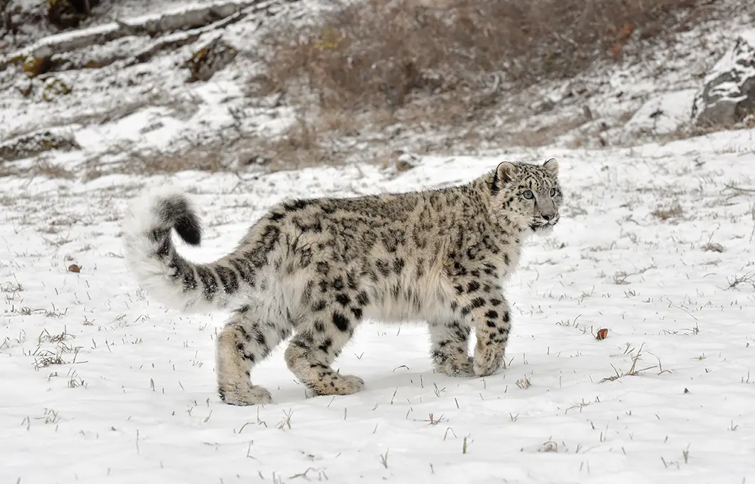 snow-leopard-in-spiti