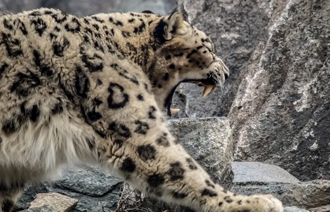 snow-leopard-tour-spiti