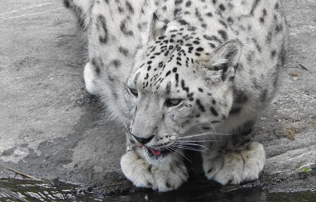 snow-leopard-wildlife-safari-spiti