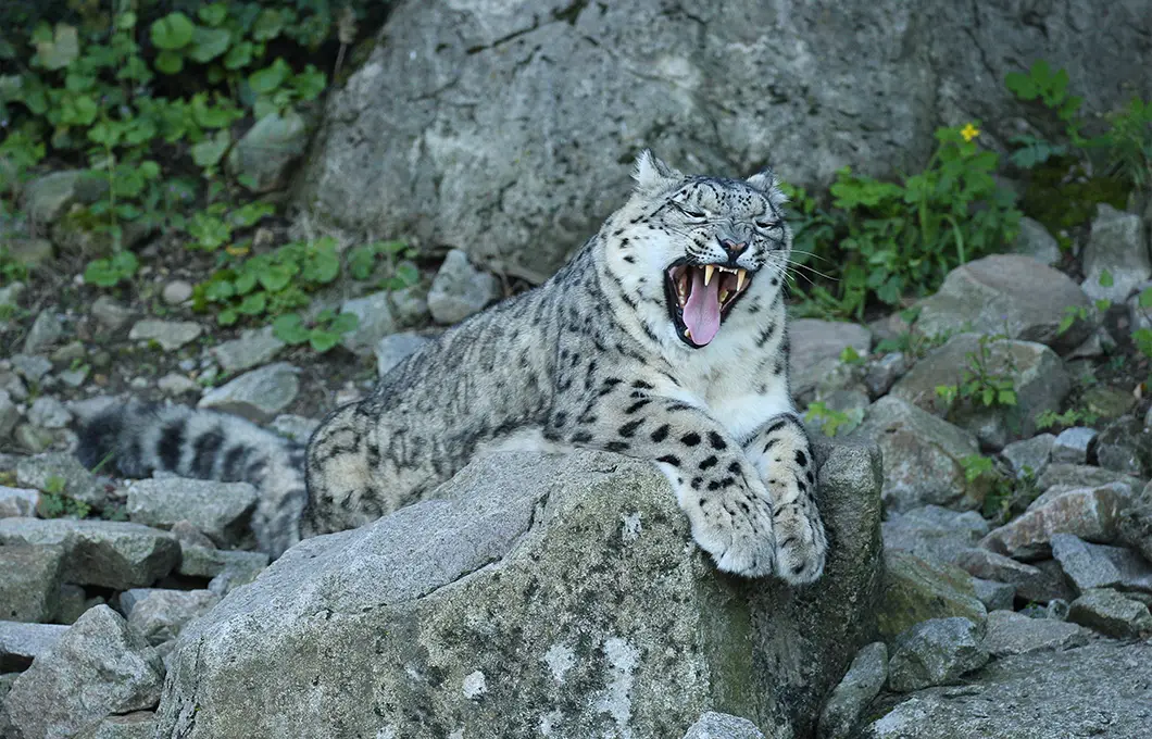 snow-leopard-yawning